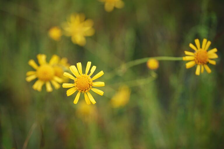 Oneflower honeycombhead