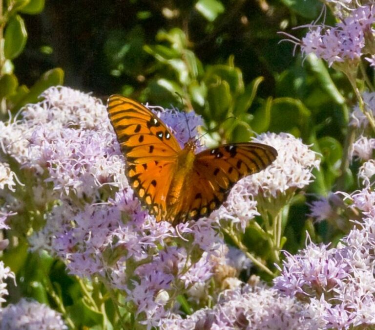 Field trip: Lyonia Preserve