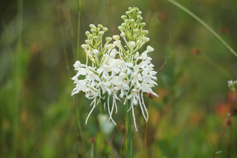 White fringed orchid