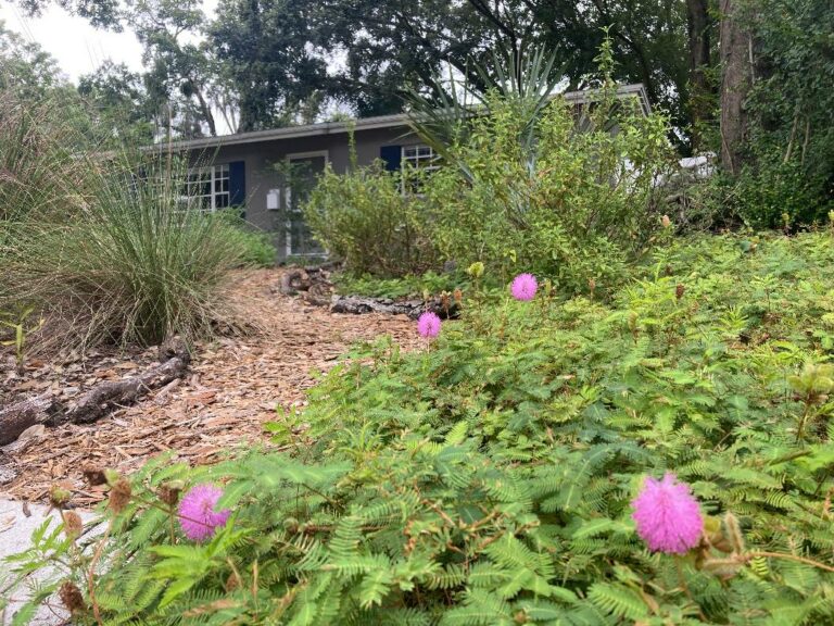 Stacey's home landscape