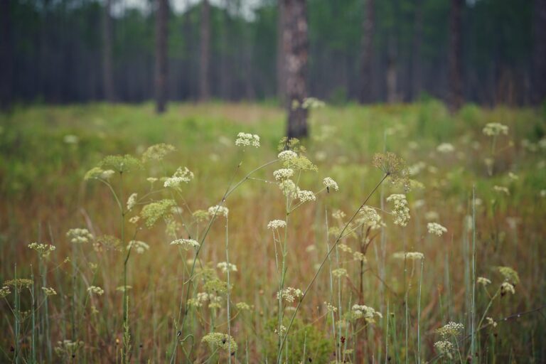 Water cowbane