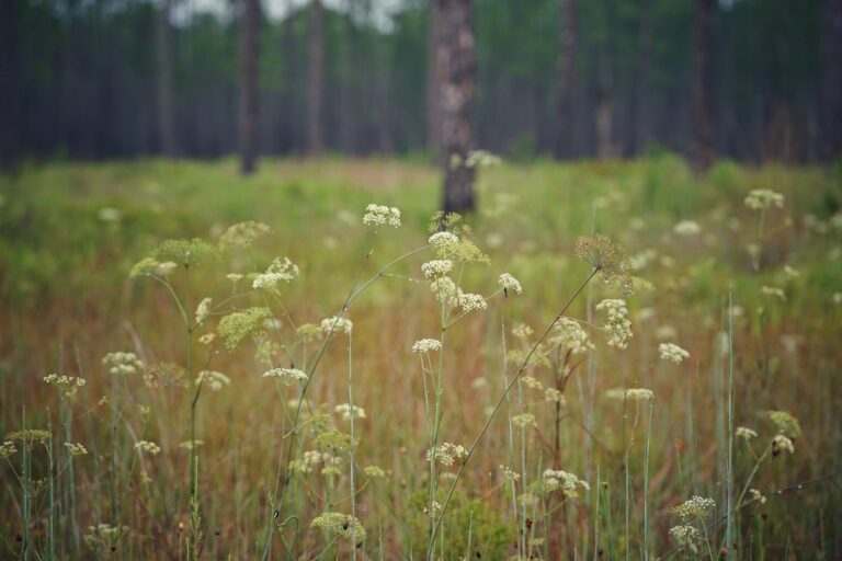 Water cowbane