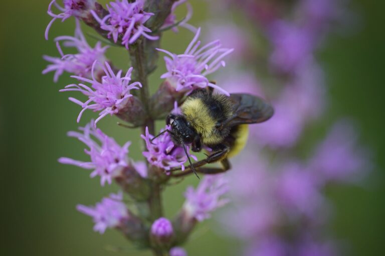 Bee City USA® Gainesville