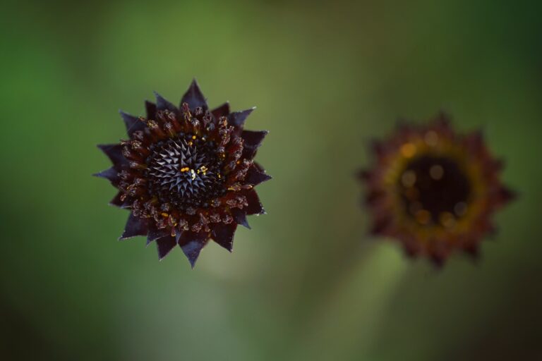 5 Spooky Florida Wildflowers