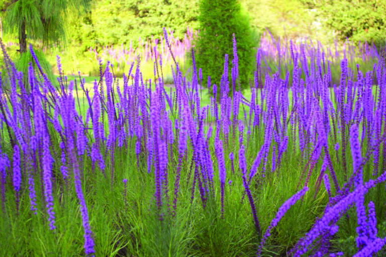 Fall in the Florida Native Plant Garden