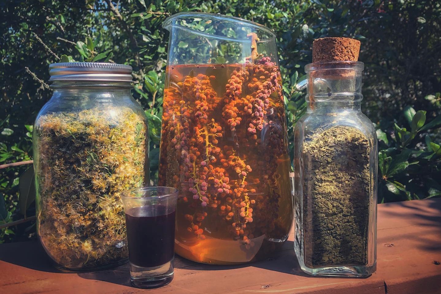 Winged sumac Florida Wildflower Foundation