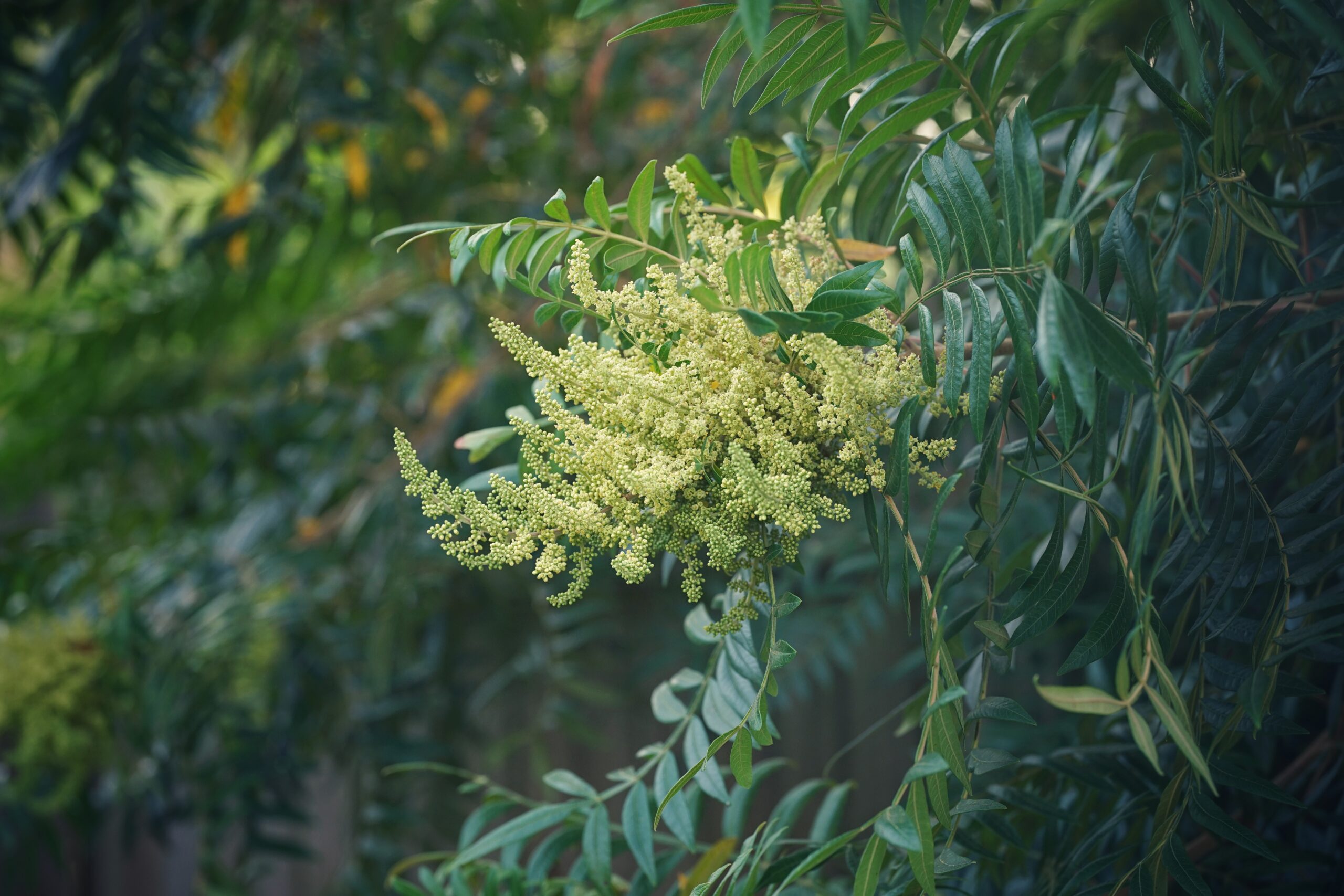 Rhus copallina- Winged Sumac