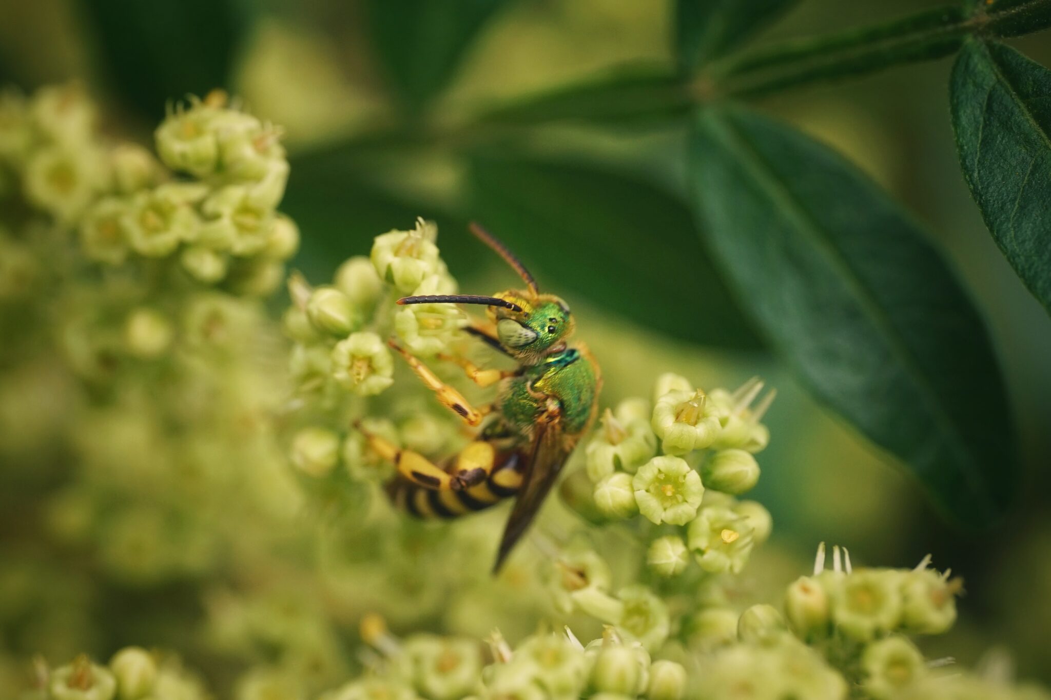 Winged sumac Florida Wildflower Foundation