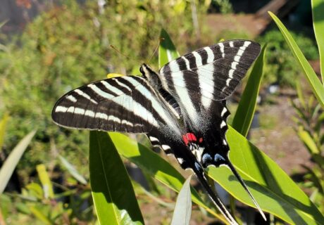 Zebra swallowtail (Eurytides marcellus). Photo provided by Anita Camacho.