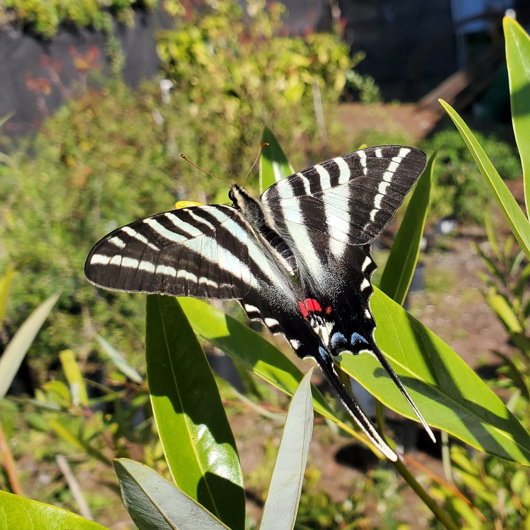 Zebra swallowtail (Eurytides marcellus). Photo provided by Anita Camacho.