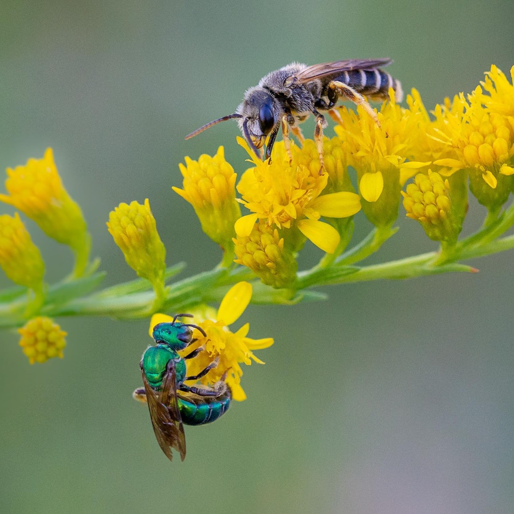 Poey’s furrow (Halictus poeyi) bee and Metallic green sweat bee drinking nectar from Solidago sempervirens. Photo by Laura Langlois Zurro.
