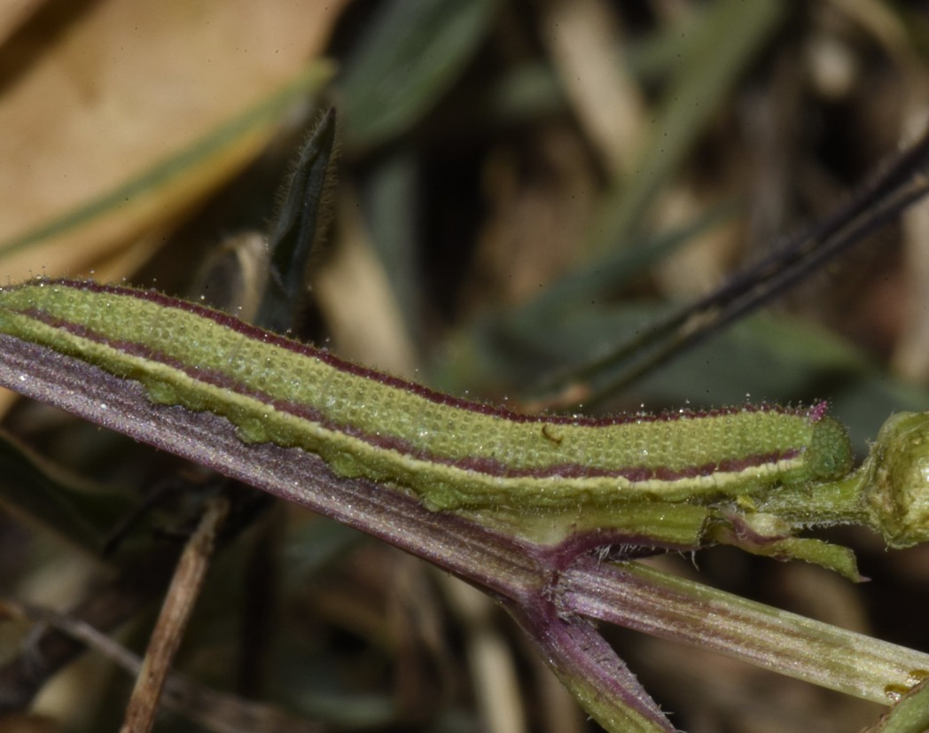 Dainty sulphur (Nathalis iole) caterpillar.