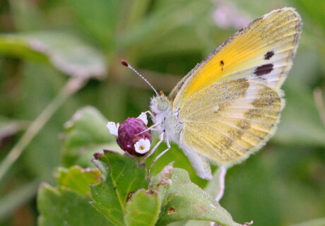 Dainty sulphur (Nathalis iole) on Frogfruit_Keim