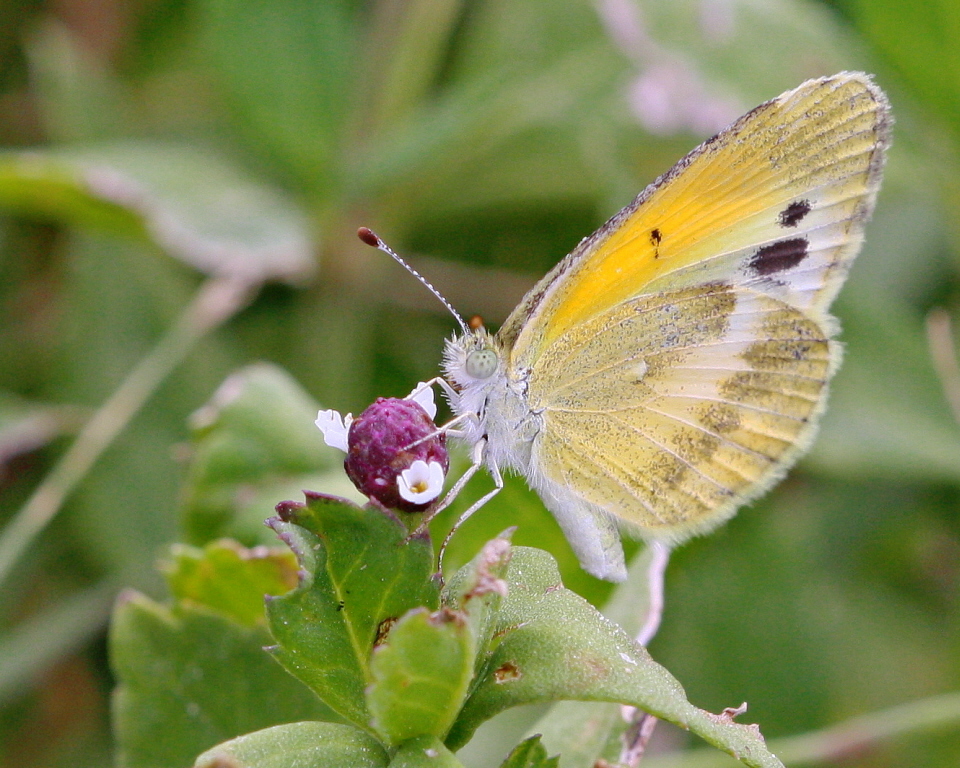 Dainty sulphur (Nathalis iole) on Frogfruit_Keim