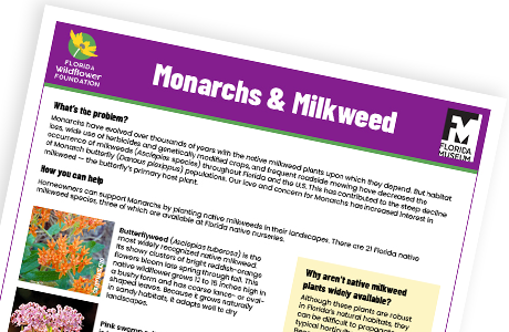 Monarchs and Milkweed