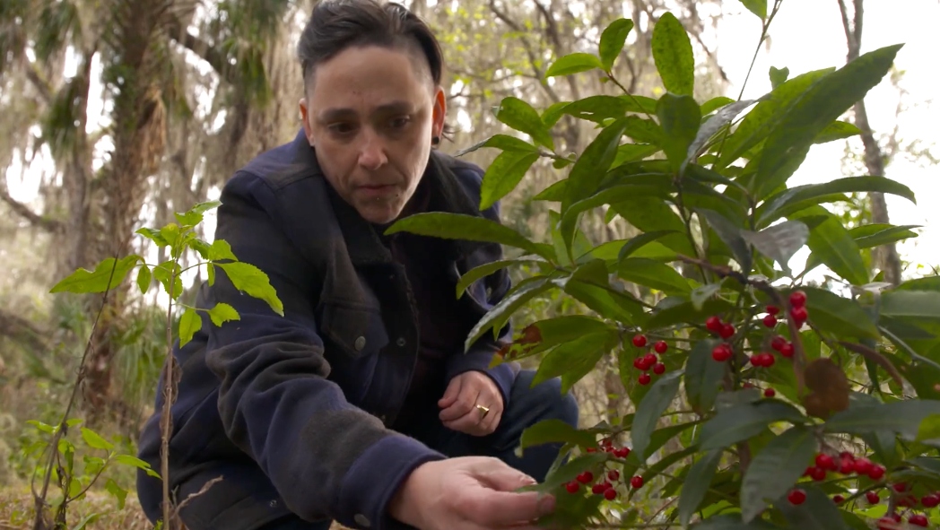 Dr Deah Lieurance with invasive Coral Ardisia (Ardisia crenata)