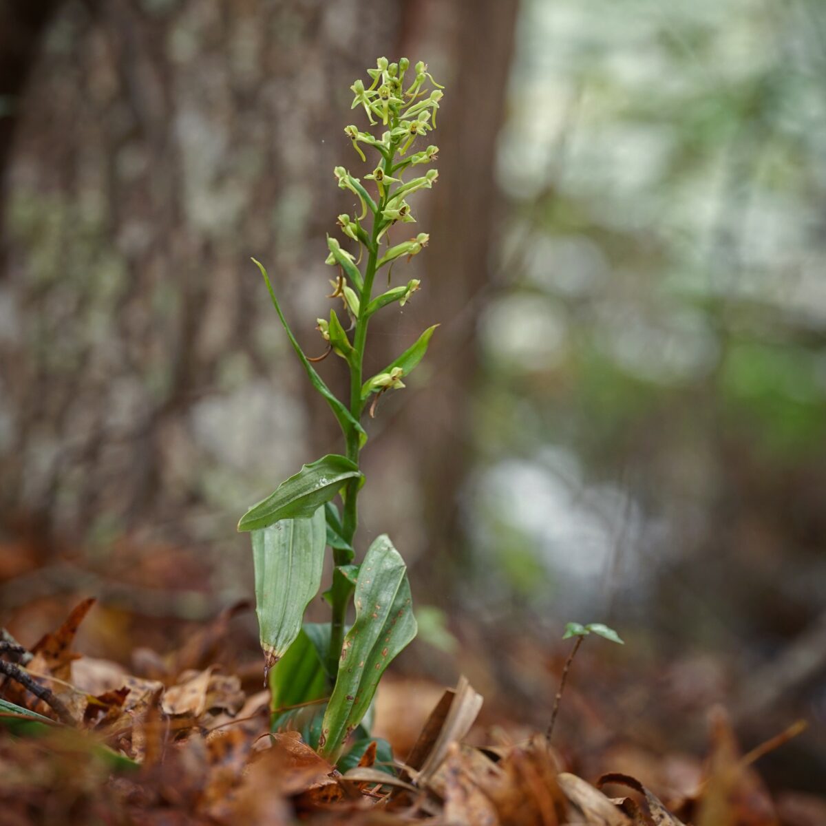thumbnail image 2 of Habenaria Myriotricha Terrestrial Orchid Bulb – With PHYTO CITES Certificate 2 of 5