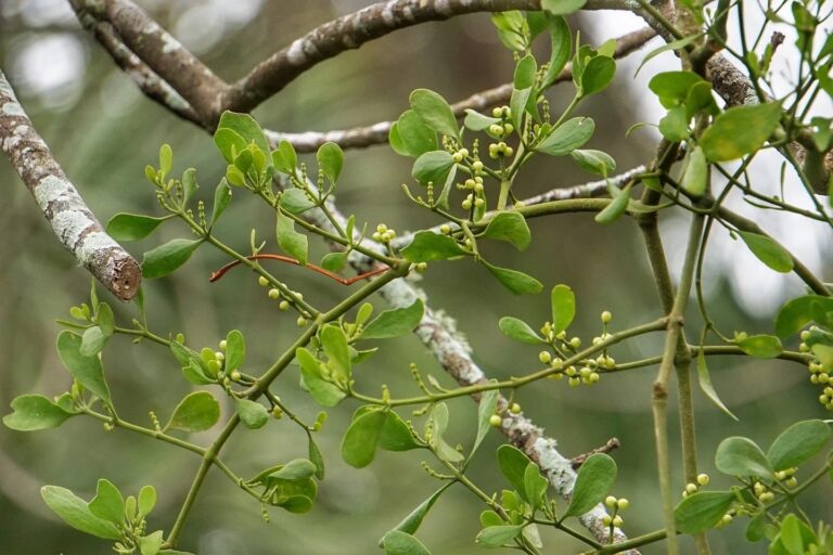 Oak mistletoe