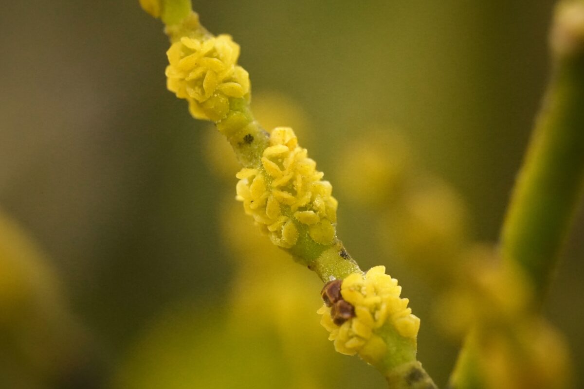 Close-up of small, clustered yellow Oak mistletoe flowers blooming along a green stem.