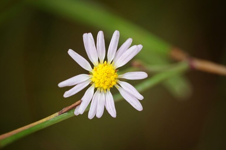 Perennial saltmarsh aster