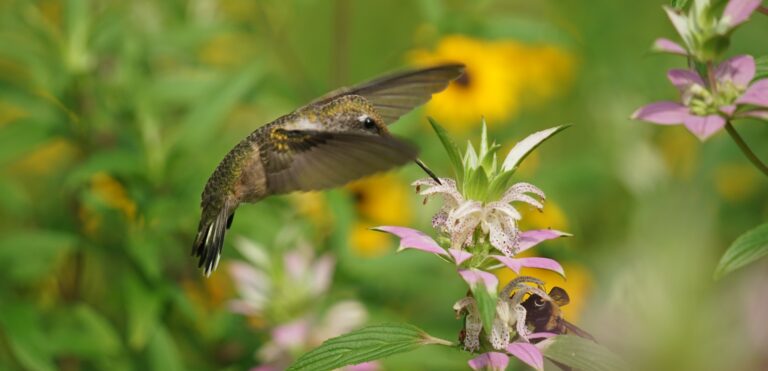 New Year, New Native Plant Gardening Adventures!