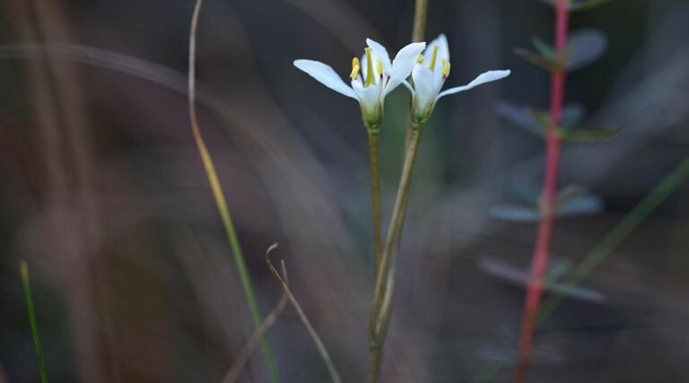 White screwstem