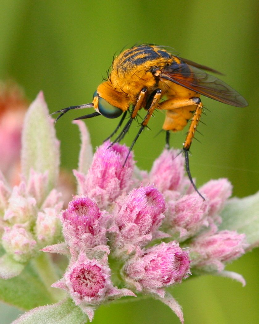 Bee Fly (Toxophora leucopyga) on Rosy Camphorweed (Pluchea baccharis) by Mary Keim