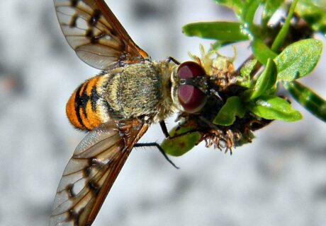 Bee fly (Bombyliidae) by Bob Peterson