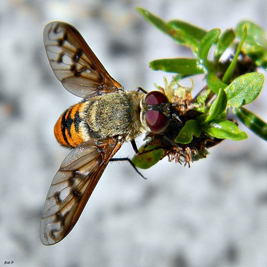 Bee Flying