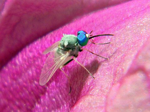 Bee fly - Florida Wildflower Foundation