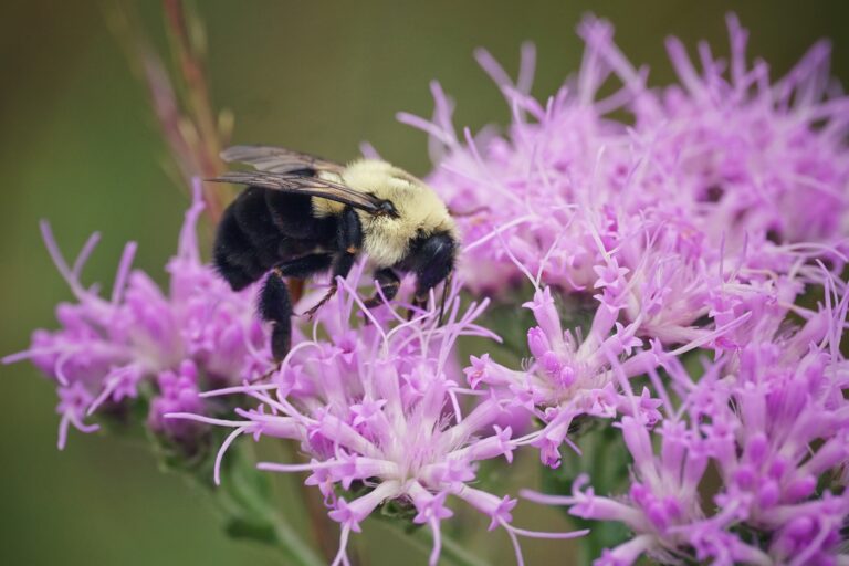 Gainesville receives Bee City USA designation