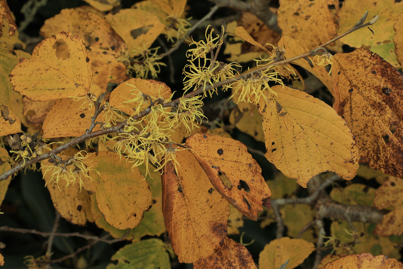 The Common American Native Witch Hazel: Hamamelis virginiana