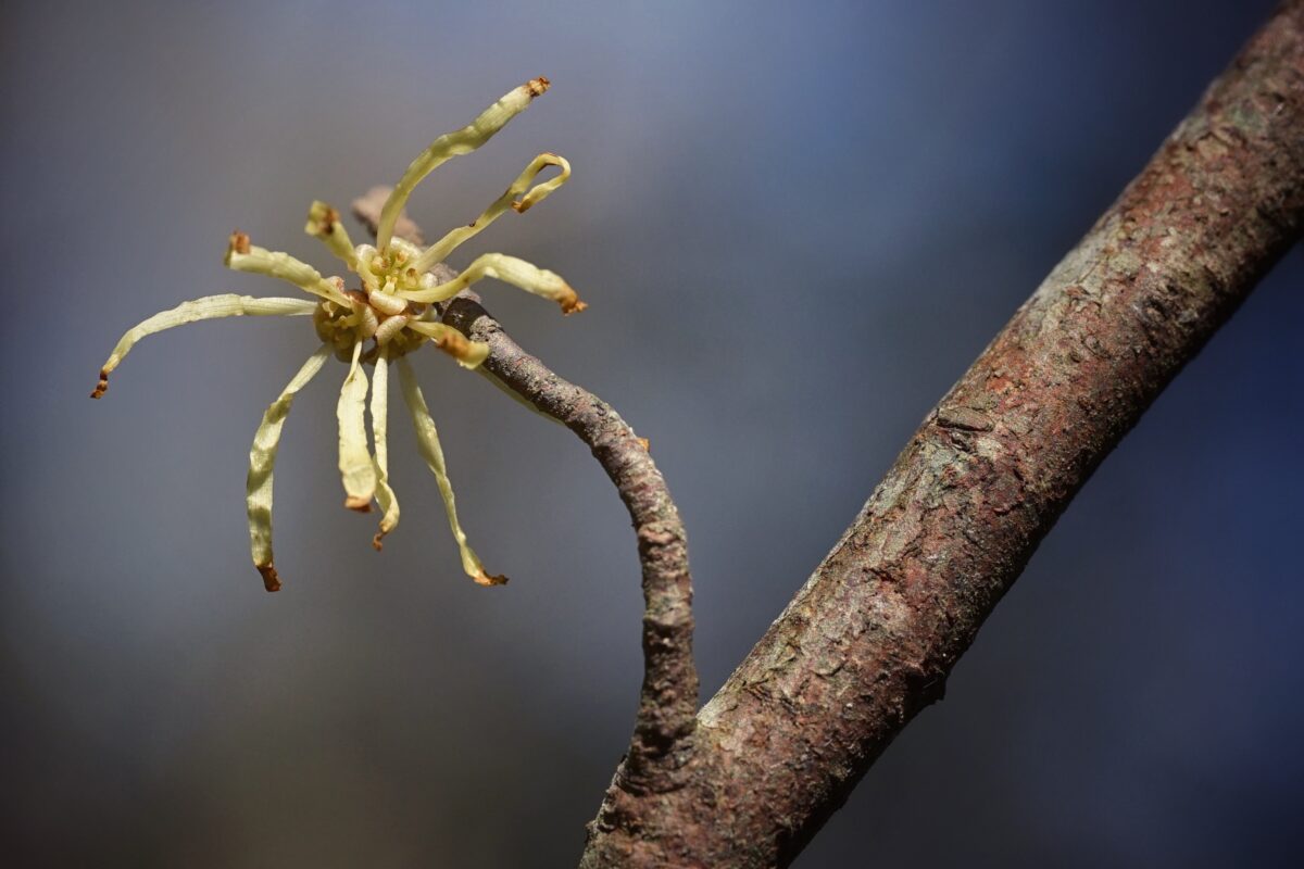 The Common American Native Witch Hazel: Hamamelis virginiana