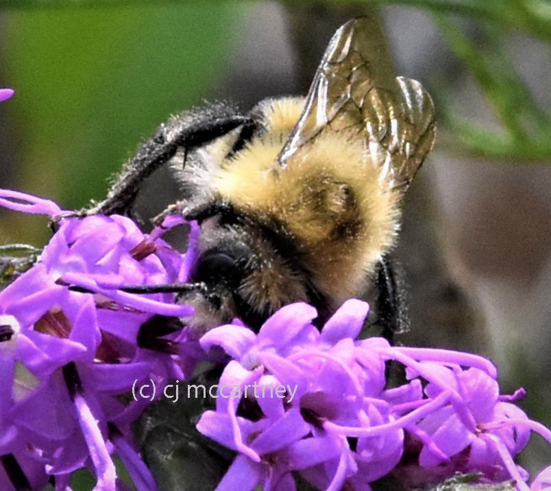 Bumblebee (Bombus sp.) on Liatris sp. by CJ McCartney.