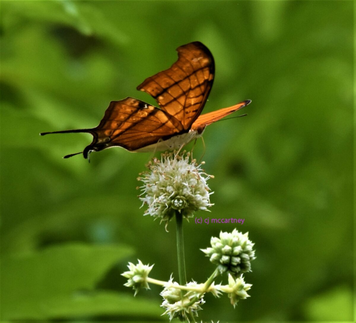 Ruddy daggerwing (Marpesia petreus) on Rattlesnakemaster (Eryngium sp.) by CJ McCartney.