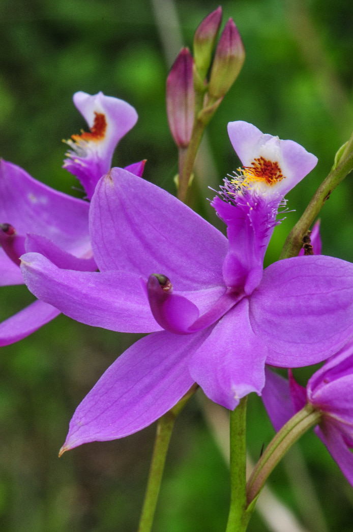Simpson's grasspink (Calopogon tuberosus simpsonii) by Roger Hammer