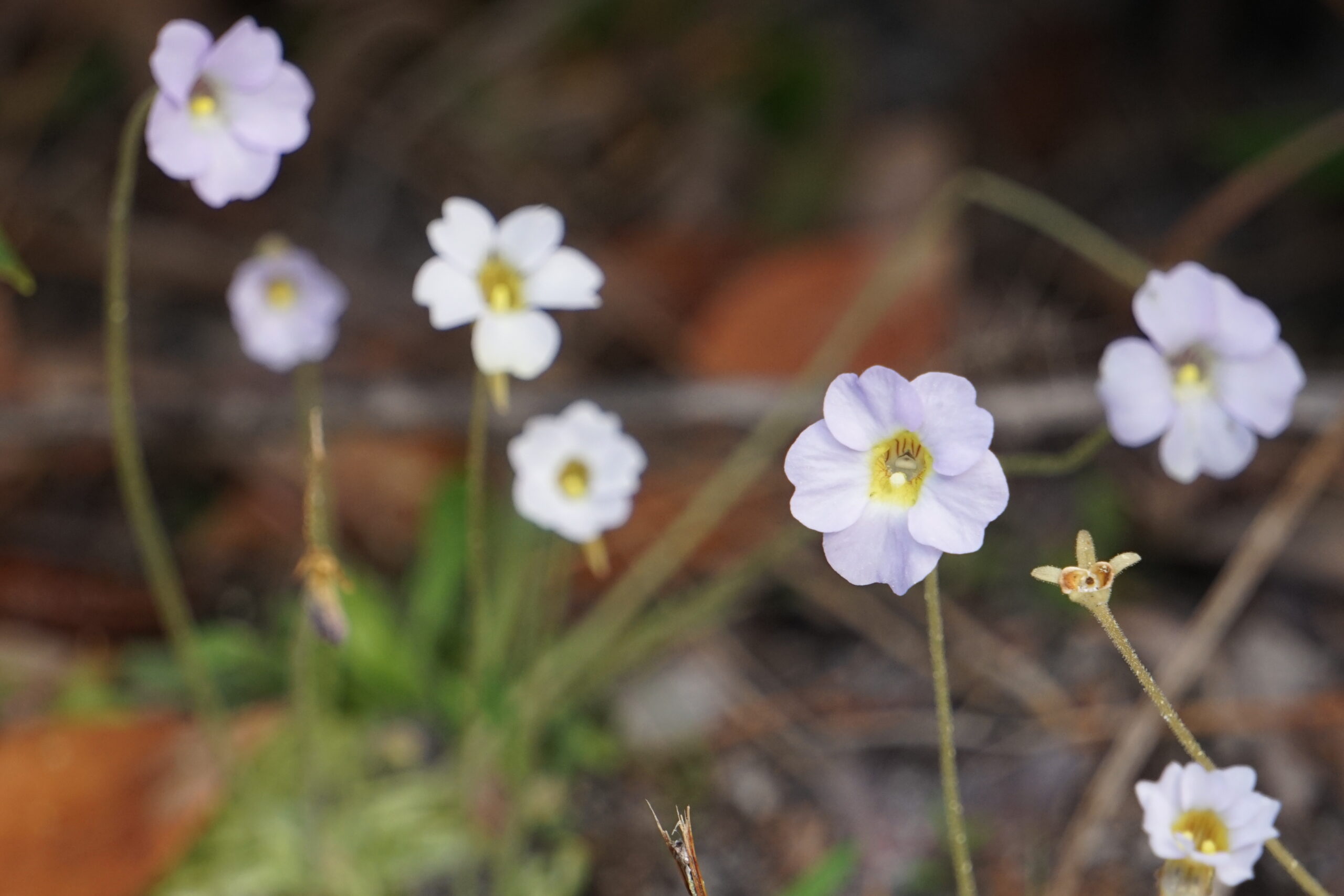 Small butterwort (Pinguicula pumila) by Emily Bell.