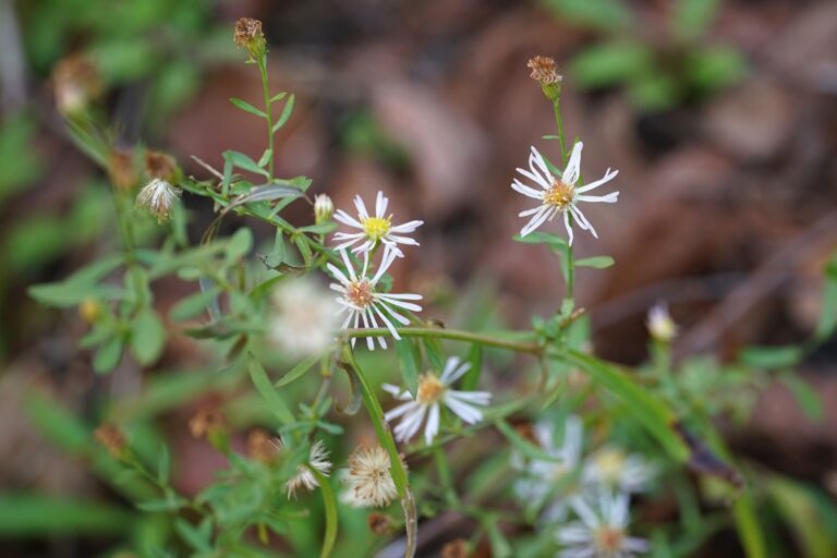 Simmond’s aster