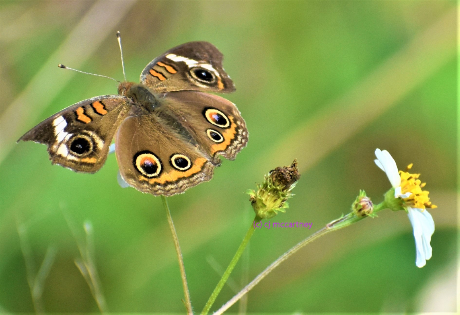 Common buckeye (Junonia coenia) on Bidens alba at Winding Waters Natural Area. Photo by CJ McCartney.