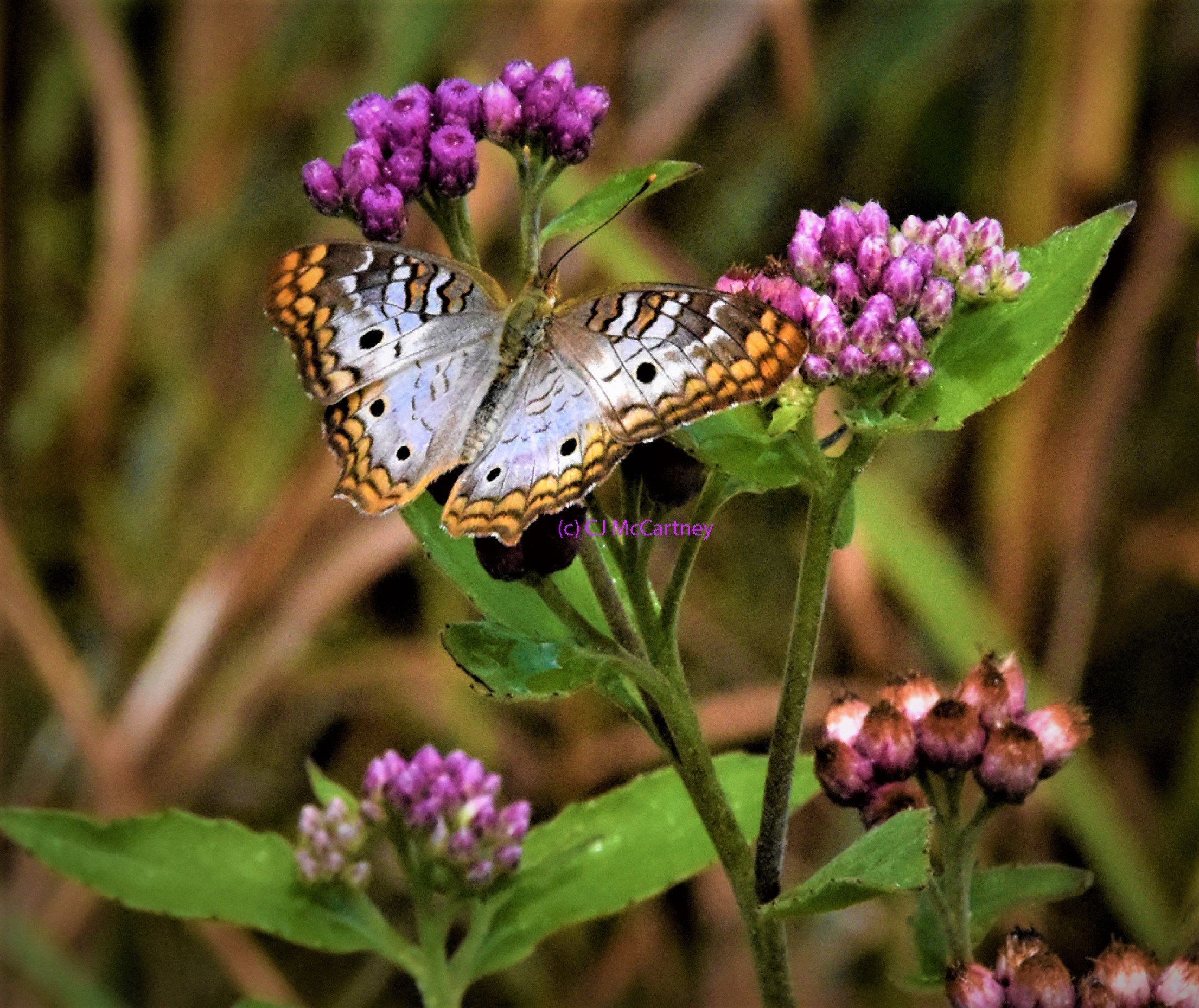 White peacock (Anartia jatrophae) on Pluchea sp. at Winding Waters Natural Area. Photo by CJ McCartney.
