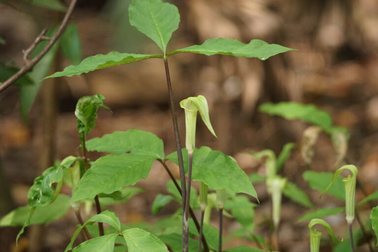 Jack-in-the-pulpit