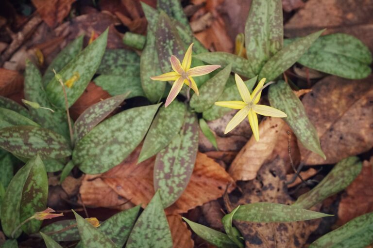 Dimpled troutlily