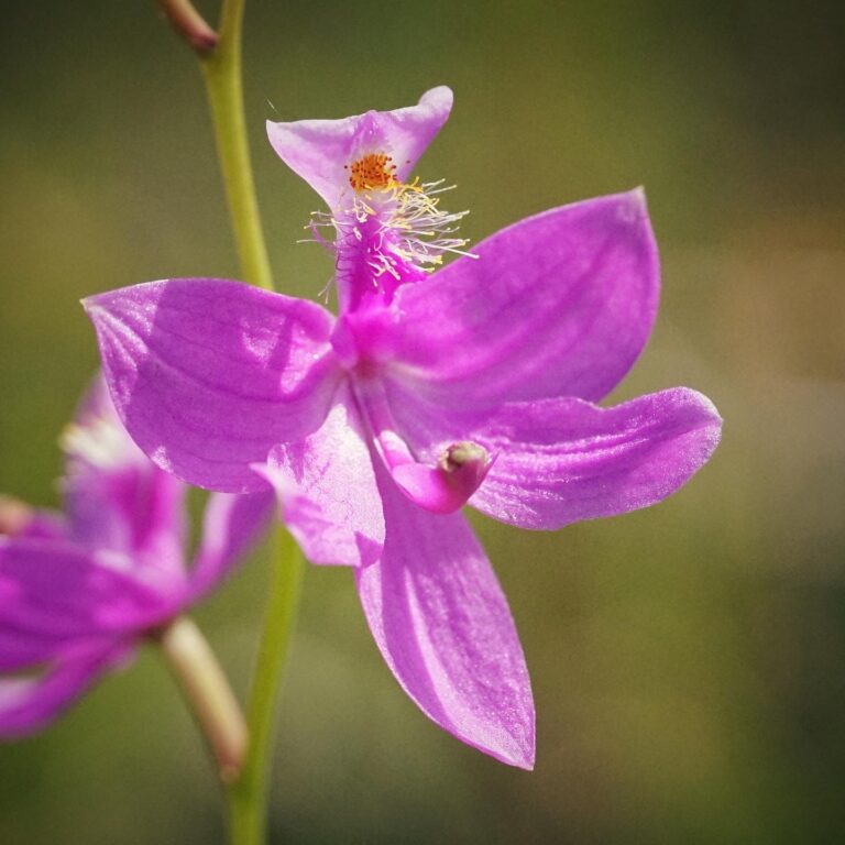 Tuberous grasspink