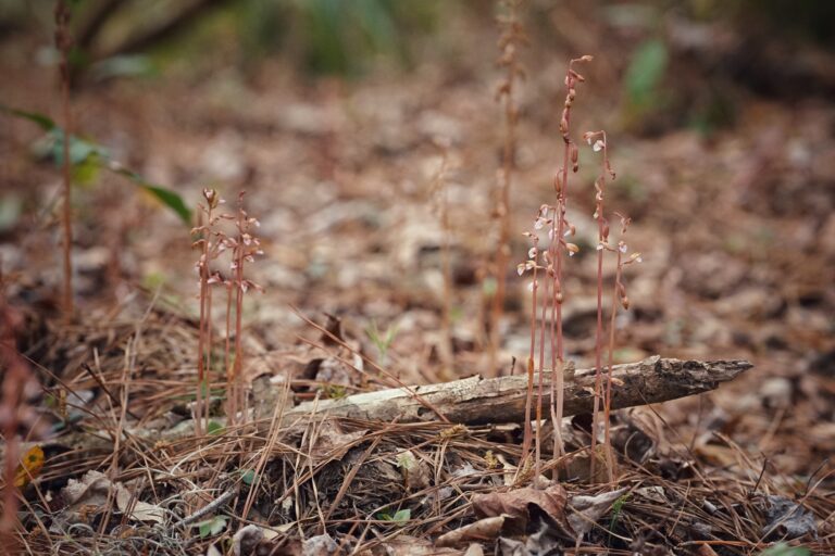 Spring coralroot