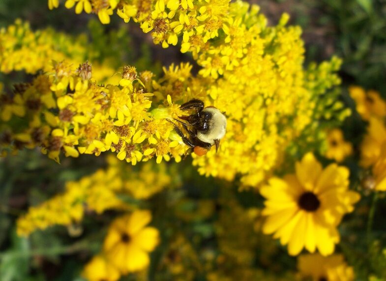 Goldenrod (Solidago sp.) by Tina McIntyre