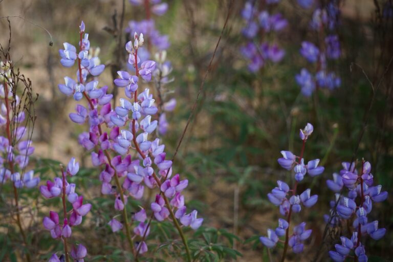 Sundial lupine