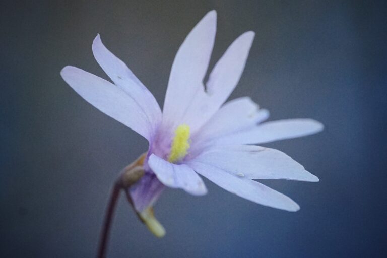 Chapman’s butterwort