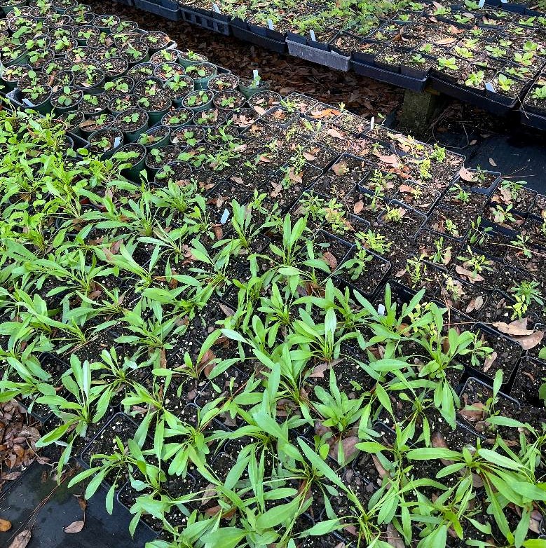 Propagation trays. Photo provided by Claudia Larsen