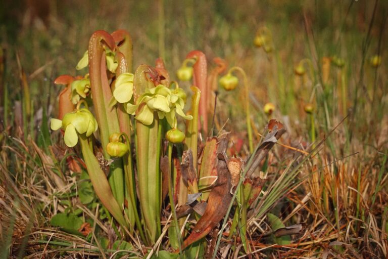 Hooded pitcherplant