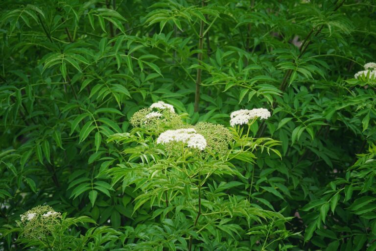 Elderberry